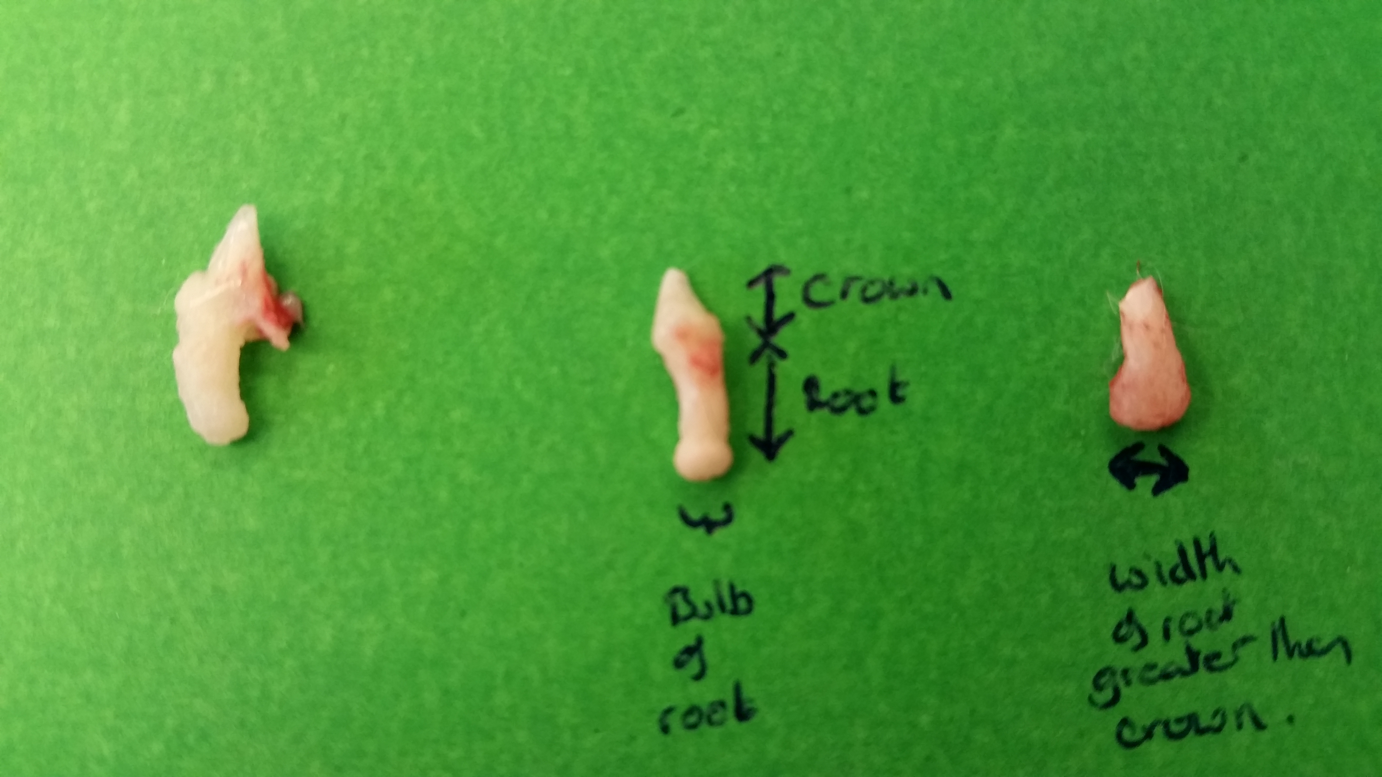 Cat Teeth Root Anatomy