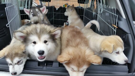 Alaskan Malamute puppies