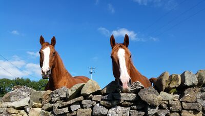 Horses