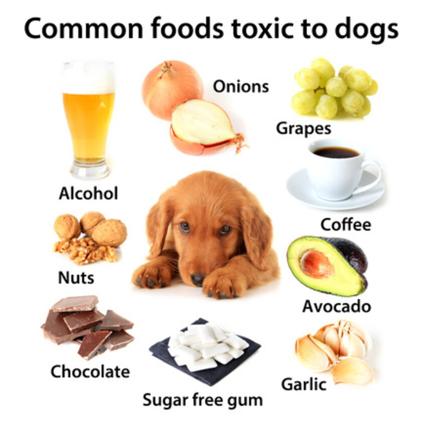 Foods Poisonous to Dogs