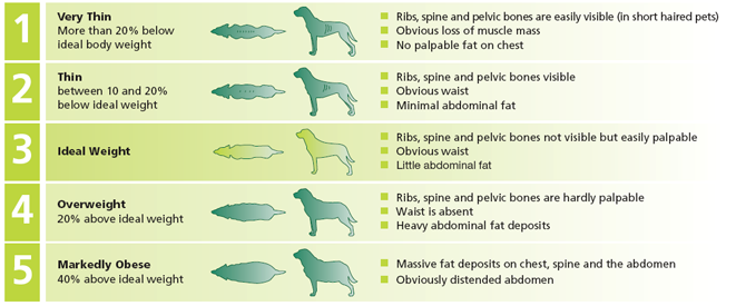 is my dog overweight chart