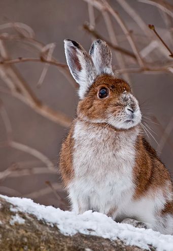 rabbit in snow