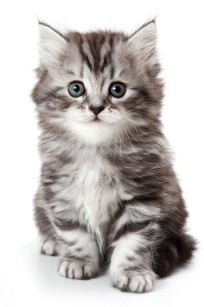 Cute Kitten