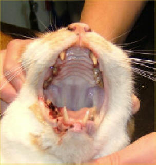 unhealthy cat teeth