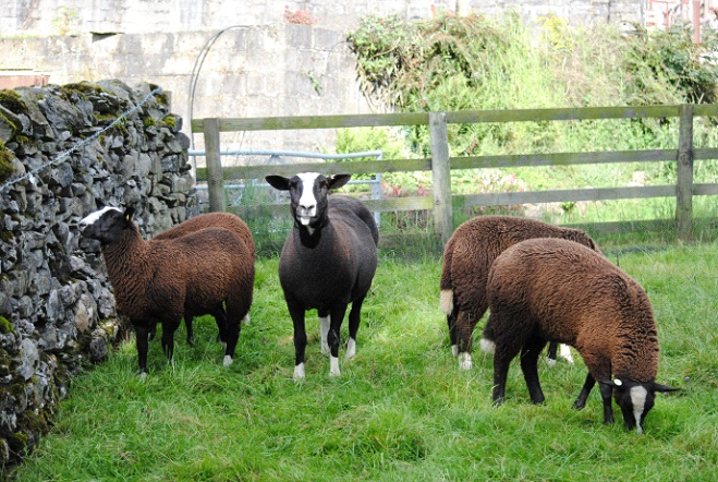 Lady and her four lambs (yes 4 lambs!)