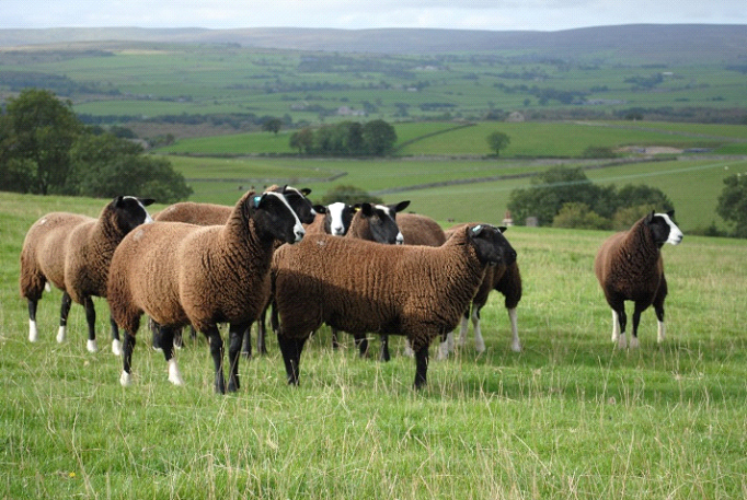 Young Zwartble Gimmers (females)