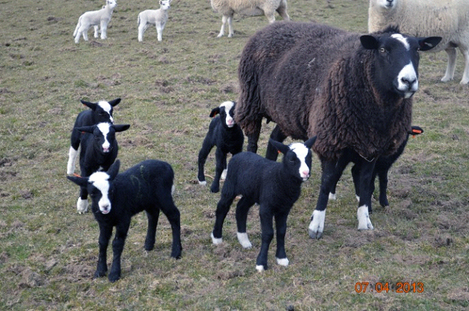 This years lamb