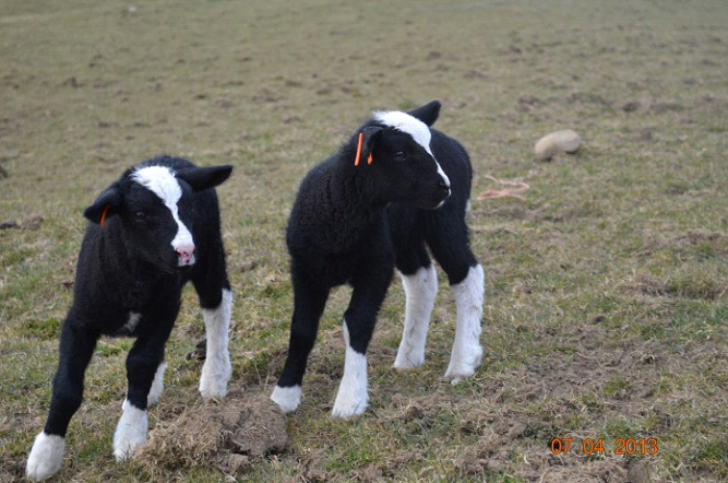 More cute Zwartble lamb