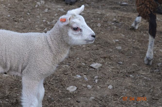 One of my Texel lambs