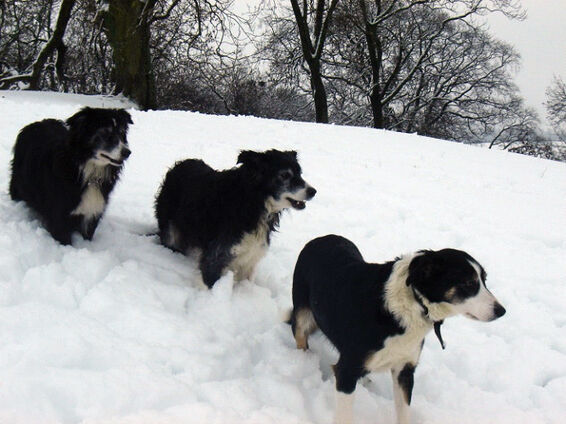 Pip, with her sister Gael and daughter Taz