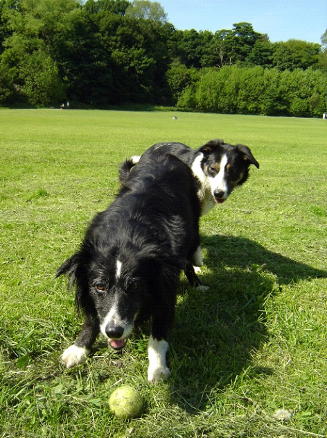 Pip and Taz in Whitton Park